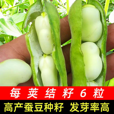 高产蚕豆种四季种子籽粒特大