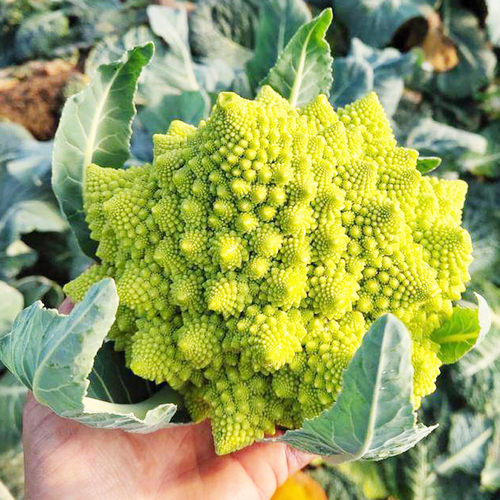 宝塔菜种四季菜籽秧苗
