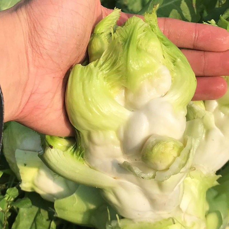 四川儿菜种子抱子芥菜籽秋季种籽特产四季菜种娃娃菜蔬菜种孑耐寒