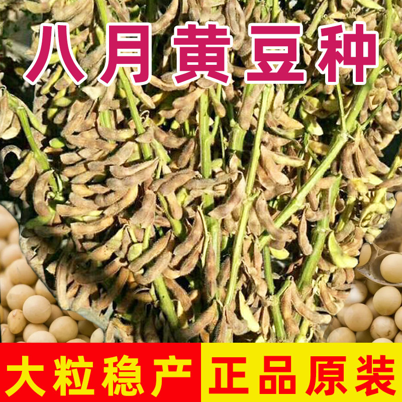 黄豆种子大全高产特大粒图片