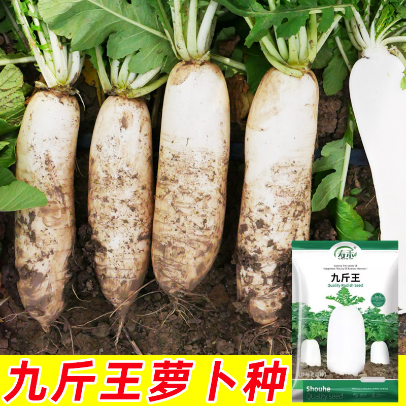 九斤王白萝卜种子大全夏季菜种秋季蔬菜种籽四季农家高产老品种