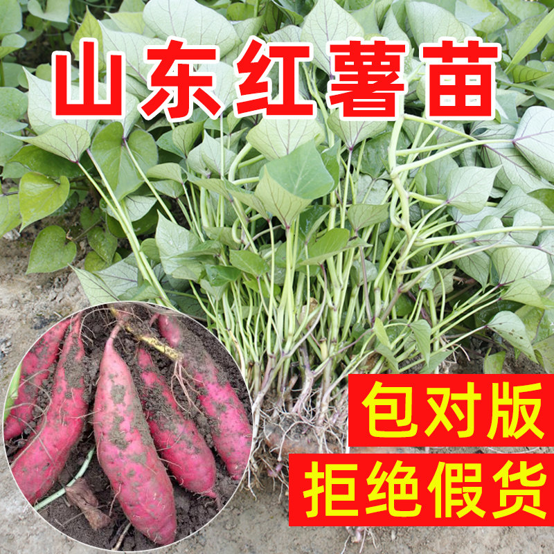 山东红薯苗秧春季地瓜种子正宗榴莲红薯秧苗板栗甘薯高产西瓜红