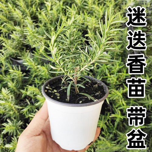 迷迭香苗盆栽可食用