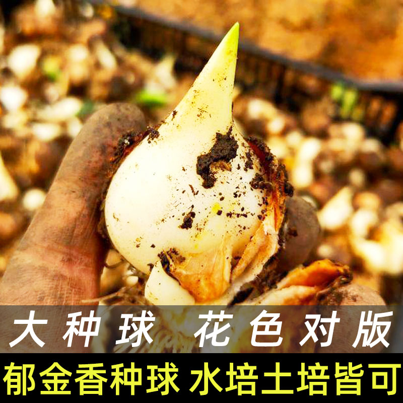 郁金香种球水培土培种植花种盆栽重瓣带芽批发种籽子进口大花球