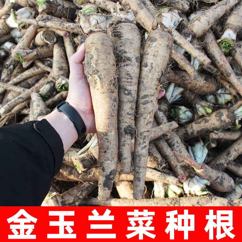 正宗金玉兰菜种根