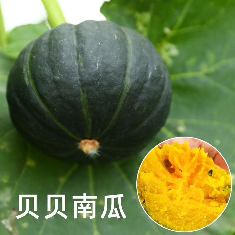 正宗绿贝贝小南瓜种子种籽苗板栗味四季大全种孑子高产秧苗带土