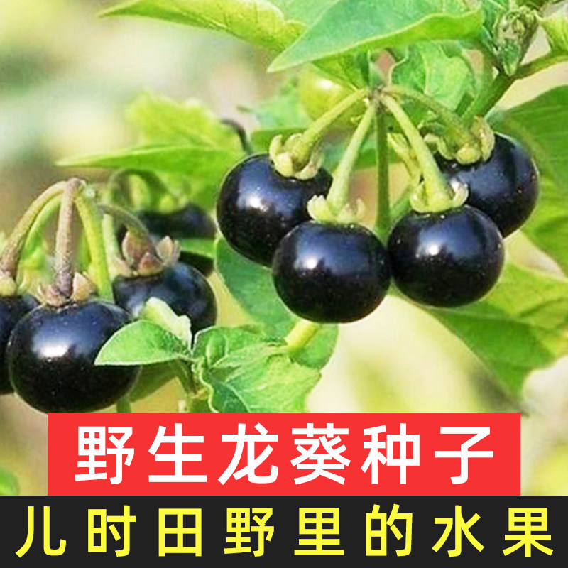 龙葵种子四季种籽盆栽黑星星农村野果东北黑悠悠种孑盆栽绿植室内