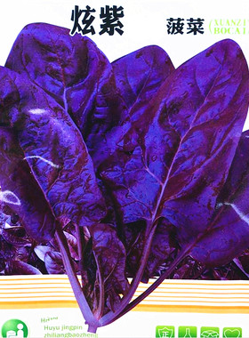 紫色大叶口感好国外引进菠菜种子