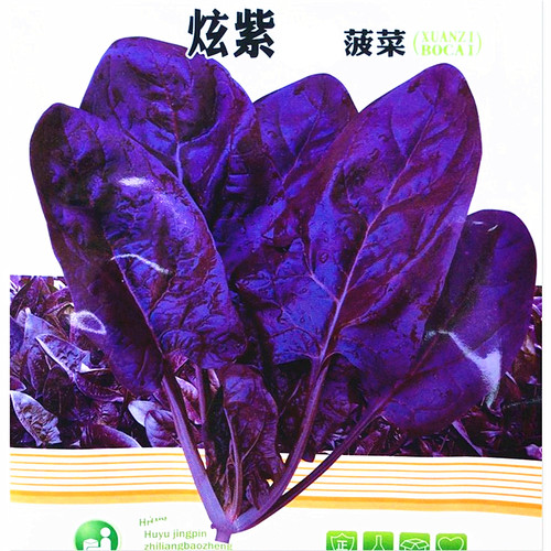 紫色大叶口感好国外引进菠菜种子