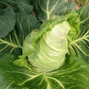 甘蓝种子牛心菜卷心菜包心菜 洋白菜种子阳台农家四季播蔬菜种子