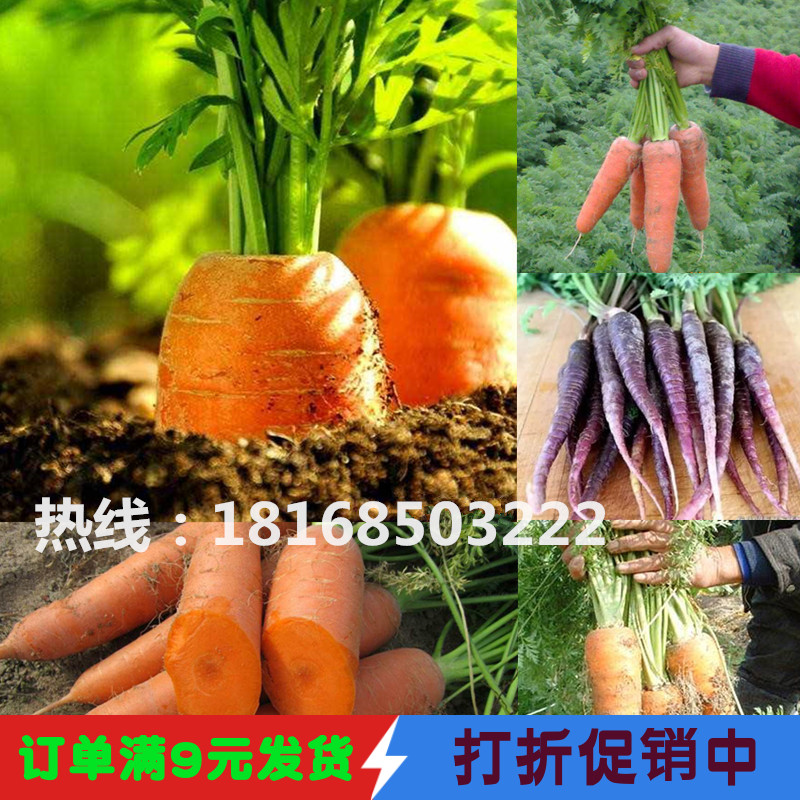 进口红笋胡萝卜种子五寸七寸参庭院播种 老品种蔬菜春季 秋季包邮