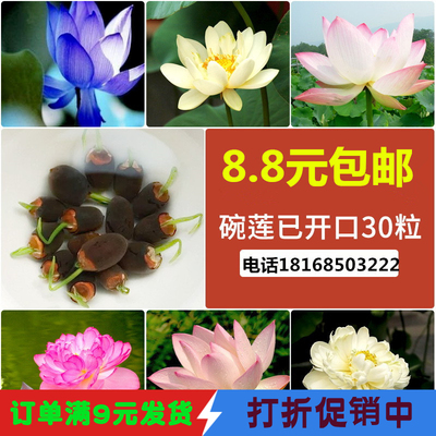 已开口水培植物盆栽花卉碗莲种子