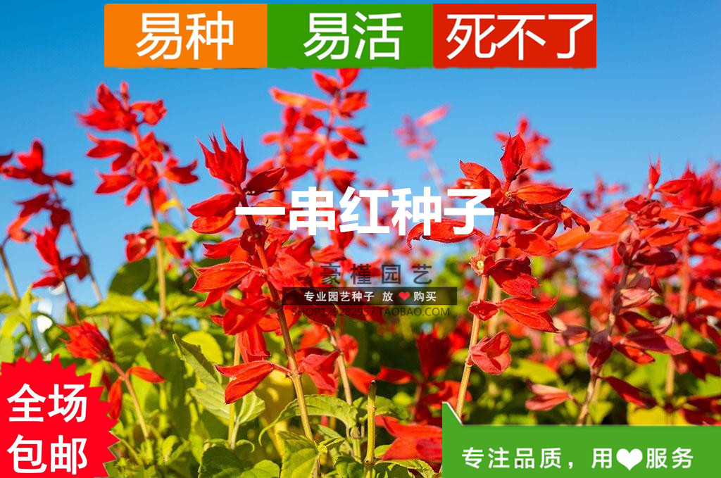 一串红种子 包邮 春夏秋工程园林绿化 花草易种易活 盆栽庭院耐寒