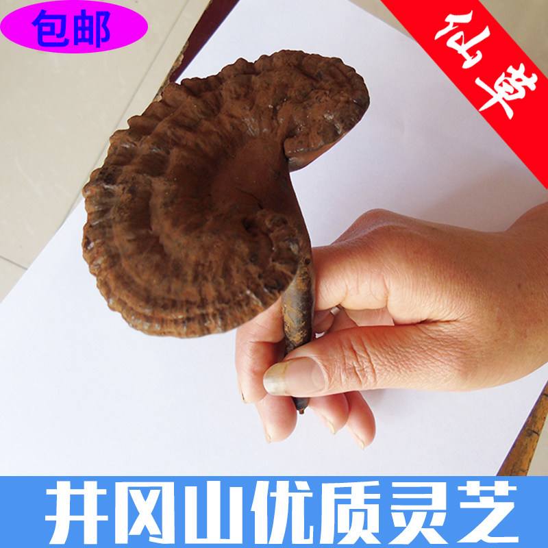 灵芝江西井冈山特产干货