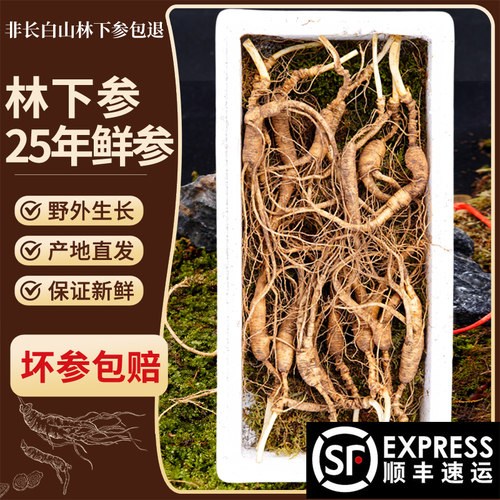 长白山林下参25年鲜参整支500g