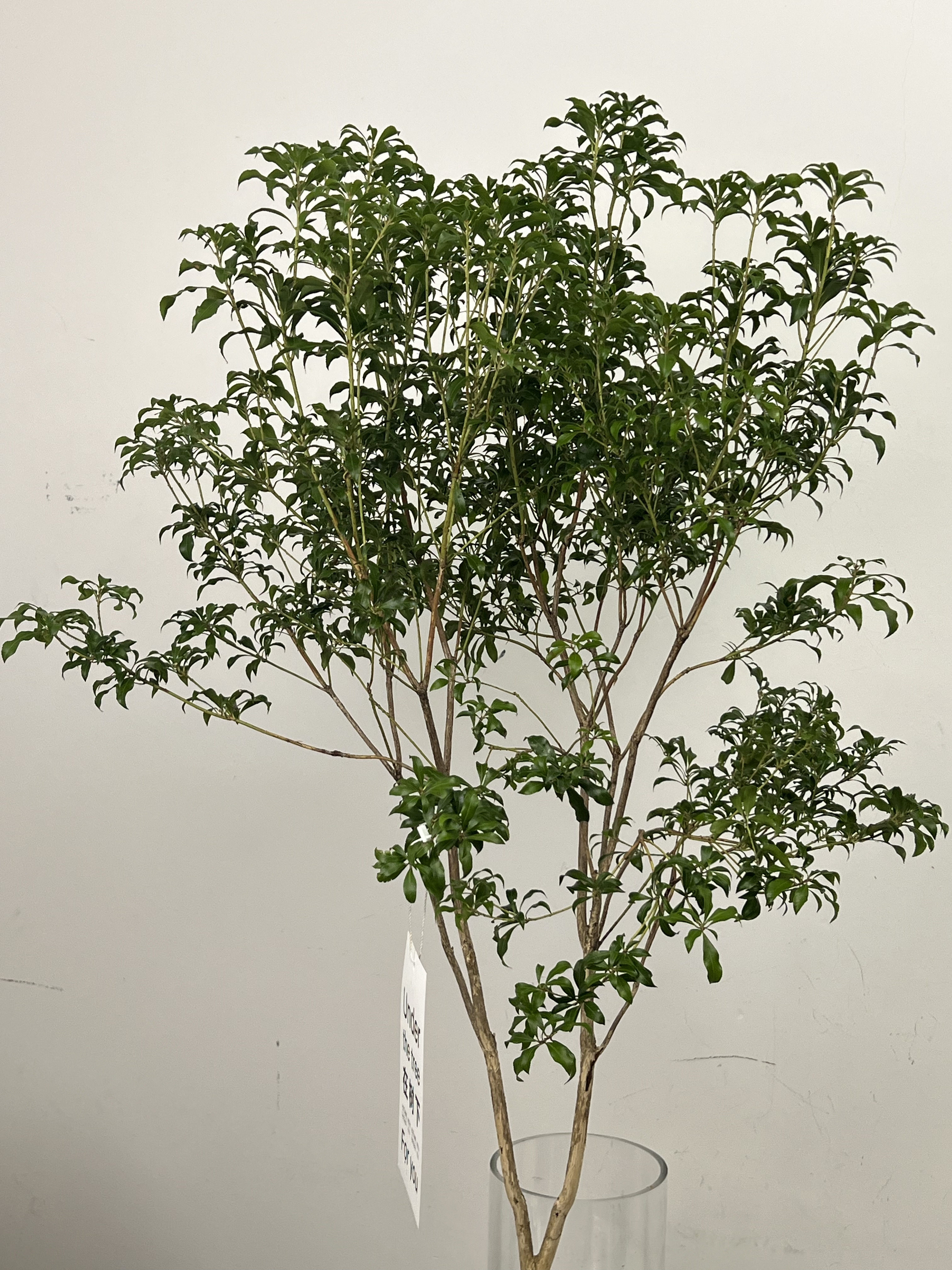 马醉木水培植物客厅室内进口绿植鲜切枝条懒人网红轻奢花材花期长