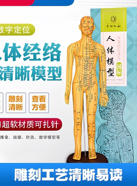 中医针灸穴位图人体模型教学男女全身十二经络小皮人针灸数字定位