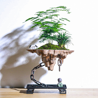 天空之城文竹小盆栽竹子新中式禅意茶室微景观室内办公室绿植盆景