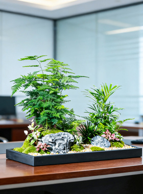 高档文竹微景观室内办公室绿植物盆栽茶室桌面盆景节日乔迁送礼品