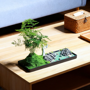 文竹盆景微缩水景观室内送礼品领导老师办公室茶桌摆件绿植物盆栽