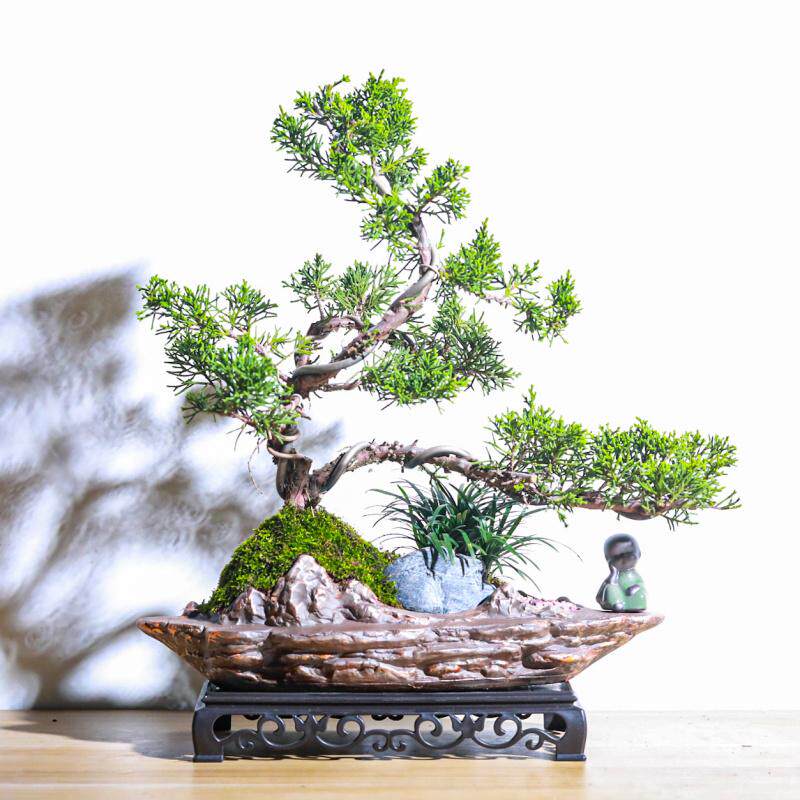 造型济州真柏室内办公室绿植物桌面盆景送礼品迎客松好养盆栽摆件