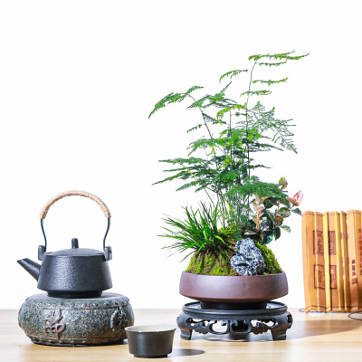 文竹盆栽室内办公室种好成品