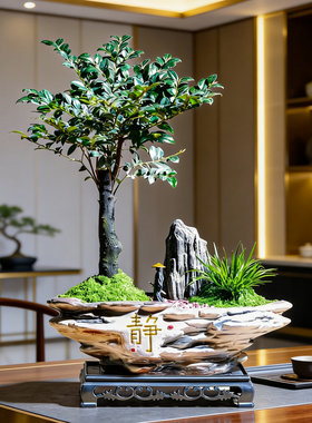 小叶紫檀黑骨茶盆景室内送礼品领导老师办公室茶桌摆件绿植物盆栽