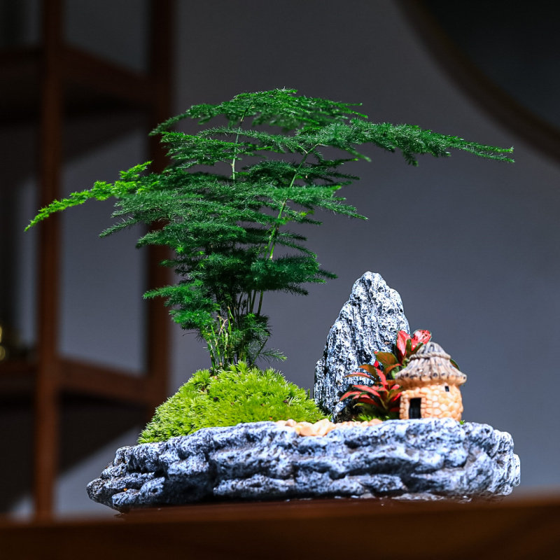 文竹组合盆栽小清新竹子室内办公室禅意茶桌小清新绿植盆景微景观