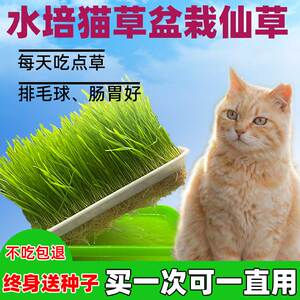 猫草盆栽水培化毛球草种子粒非已种好猫薄荷懒人幼猫零食猫咪用品