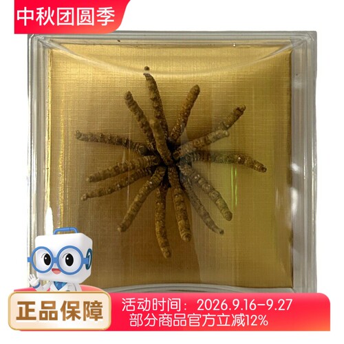 汇丰牌 冬虫夏草一等2号3克