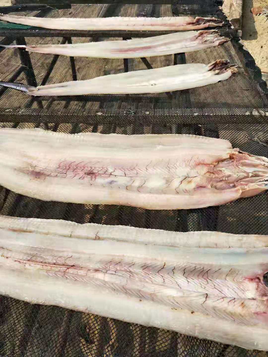 海南特产海产品陵水蟃鱼