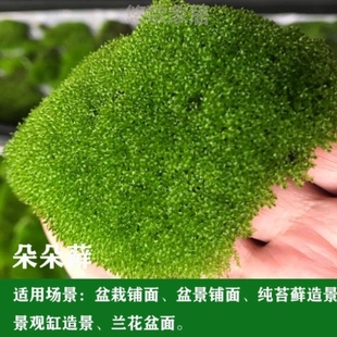 短绒青苔鲜活苔藓植物微景观盆景假山盆栽雨林水陆缸铺面大小灰藓