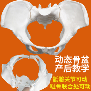 妇产科动态骨盆模型 女性骨盆耻骨联合处可分离 骶髂关节上下摆动