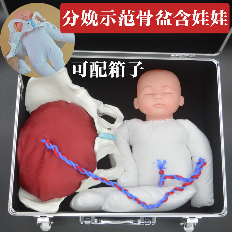 产后修复中心妇幼医院女性骨盆分娩示范模型 助产分娩模拟教具