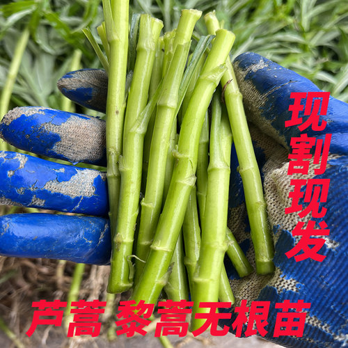 藜蒿苗带根现挖现发易成活
