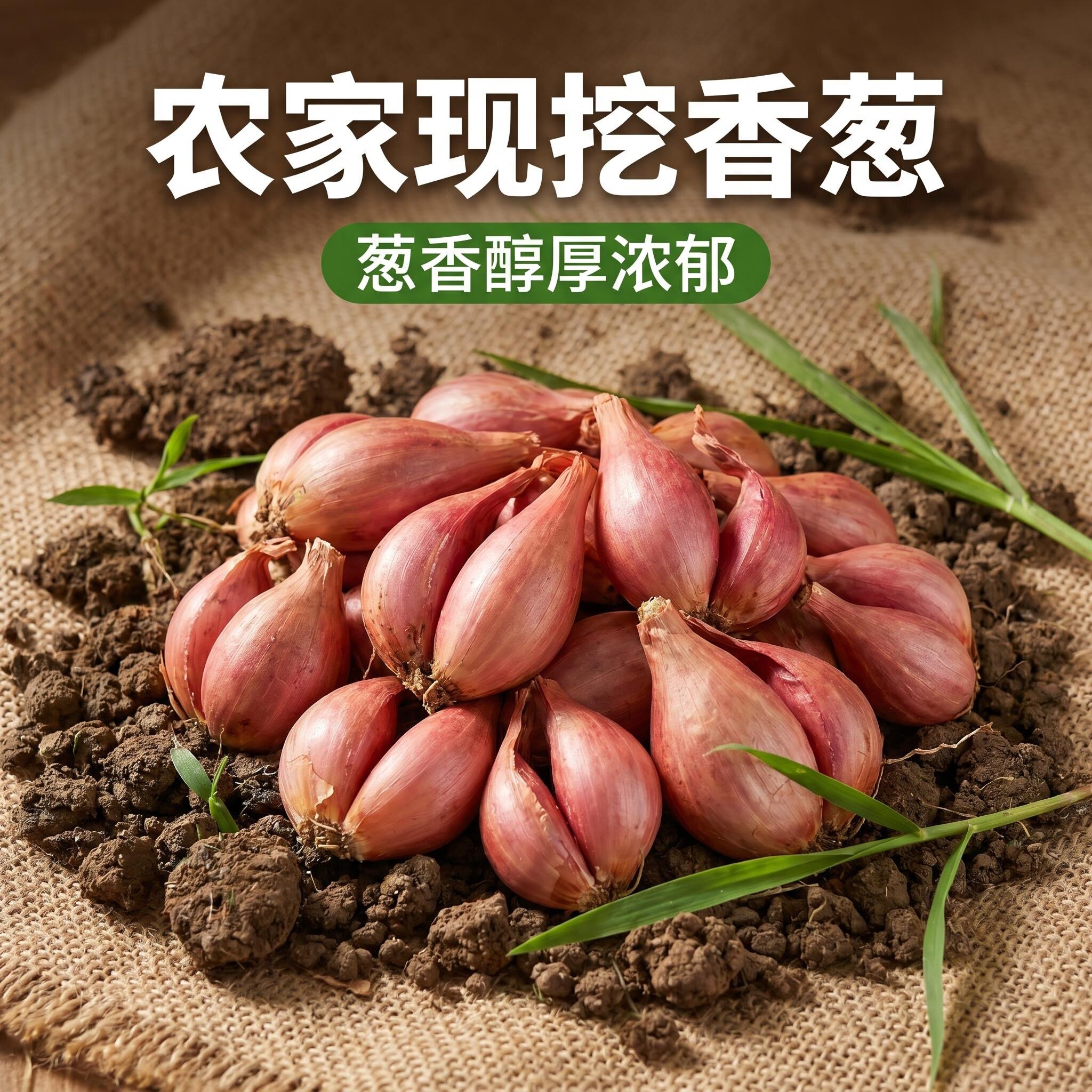 农家现挖红葱头小葱头新鲜香葱厚实饱满调味料正宗四季小葱头火葱