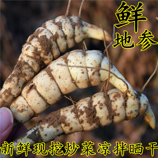 新鲜地参地环虫草参地蚕子草石蚕农家蔬菜银条菜地虫炒菜煲汤地参