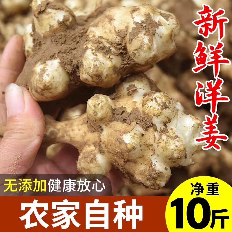 新鲜洋姜鬼子姜产地现挖农家蔬菜