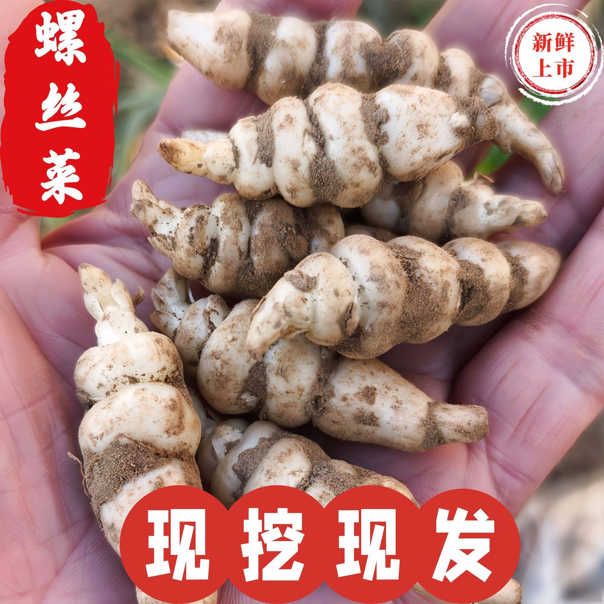 2026新鲜现挖螺丝菜脆嫩泡菜酱菜地姜地环地牯牛甘露子地梨宝塔菜,水产肉类/新鲜蔬果/熟食,生姜/南姜,淘宝优惠券,粉丝福利购,淘宝优惠卷