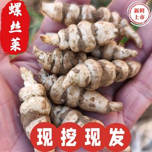 2026新鲜现挖螺丝菜脆嫩泡菜酱菜地姜地环地牯牛甘露子地梨宝塔菜