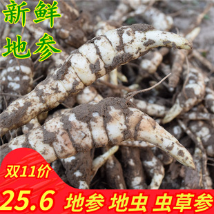 新鲜地参现挖地环地虫银条菜农家蔬菜虫草参当种子泽兰根地蚕散装