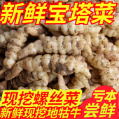 新鲜螺丝菜宝塔菜葫芦牯牛泡酱菜甘露子散装 农家蔬菜产地直发地环