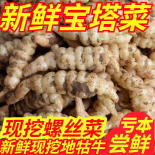 新鲜螺丝菜宝塔菜葫芦牯牛泡酱菜甘露子散装 农家蔬菜产地直发地环
