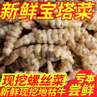 2025新鲜螺丝菜宝塔菜草石蚕酱菜