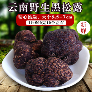 云南特产新鲜黑松露5 7cm1000g白松露酱黑色成熟块菌猪拱菌野生菌
