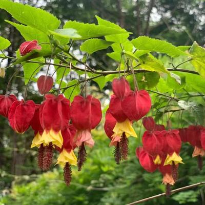 临雅灯笼花爬藤蔓性风铃花