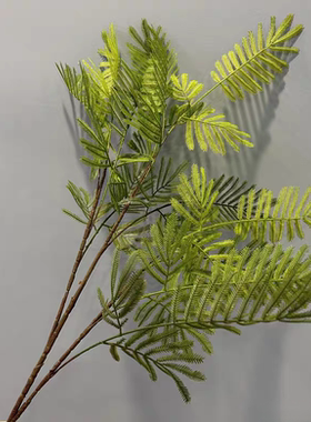 厂家批发绿植蕨类仿真含羞草 合欢草 婚庆布置 软装设计 影棚造景