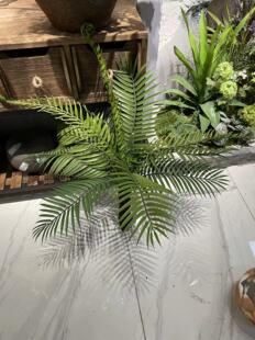仿真铁树帝王厥 波士顿蕨 鸟巢蕨 波斯蕨类植物软装造景橱窗装饰