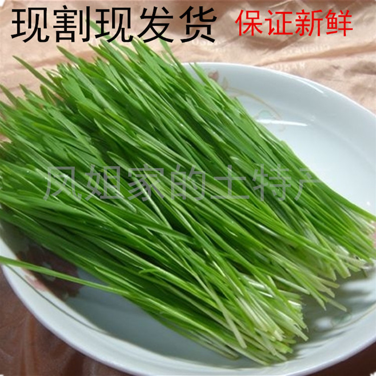 富硒小麦草高碱性安全新鲜小麦苗榨汁小麦草酵素农家种植麦青青团