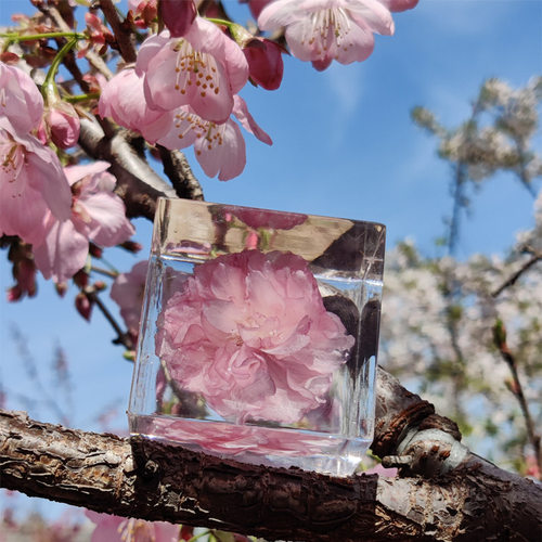 武汉大学樱花标本永生花植物树脂
